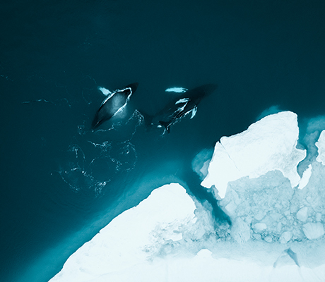Aerial of whales in Greenland