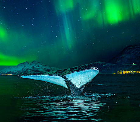 Whale splashing with the Northern Lights in the background