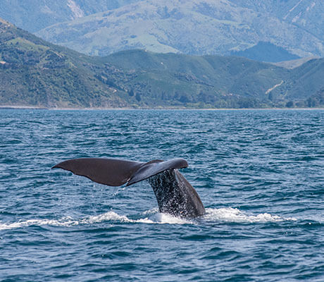 Whale Watch, Kaikoura, New Zealand