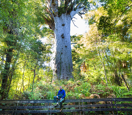 Tāne Mahuta, New Zealand