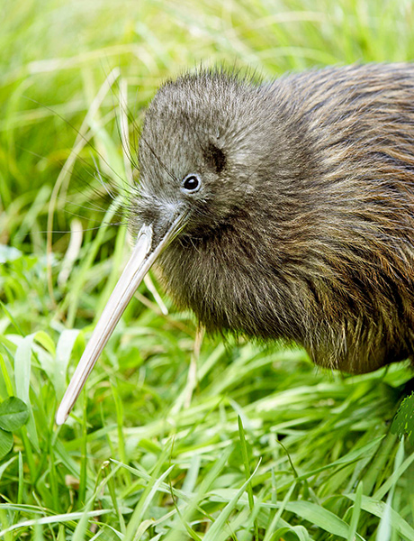 Native Bird, Willowbank Wildlife Reserve Christchurch, New Zealand