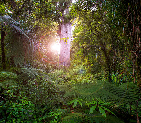 Tane Mahuta, New Zealand
