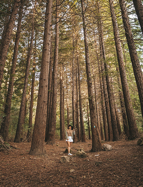 The Redwoods Te Mata Park, New Zealand