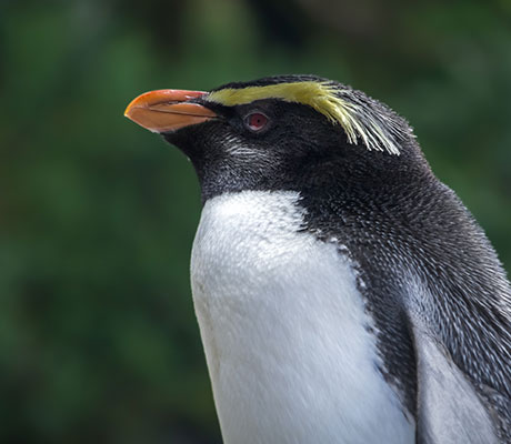 Crested Penguin, Wildlife West Coast, New Zealand