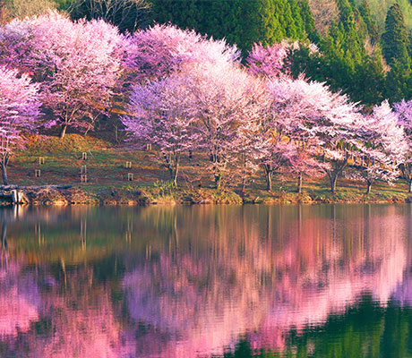 Cherry Blossoms, Japan