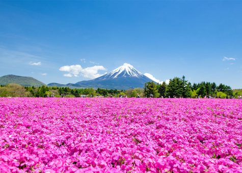 Mt. Fuji, Fuji Shibazakura Festival, Japan