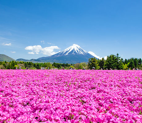 Mt. Fuji, Fuji Shibazakura Festival, Japan