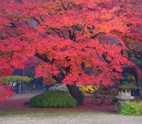 Autumn Landscapes, Japan