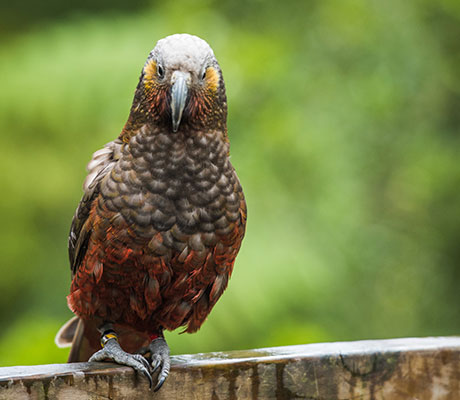 Kaka, Sanctuary Mountain Maungatautari, Hamilton, New Zealand