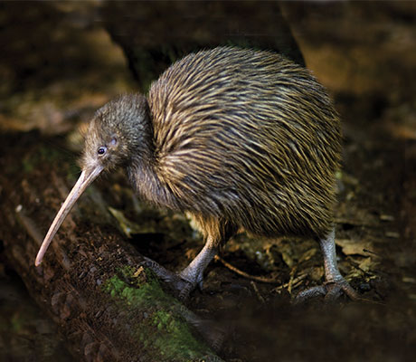 Otorohanga Kiwi House and Native Bird Park, Hamilton, New Zealand