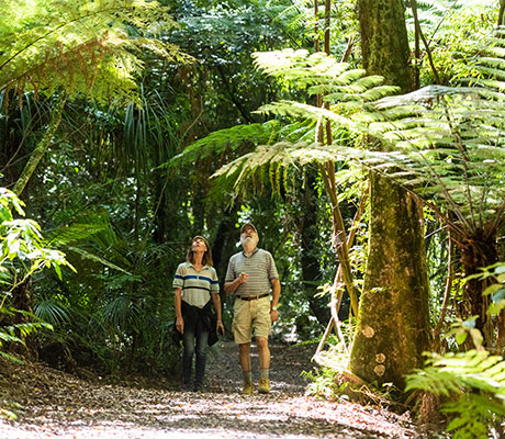 Sanctuary Mountain Maungatautari, Hamilton, New Zealand