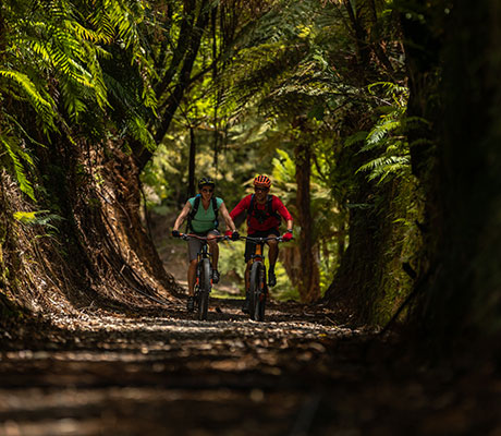 Timber Trail, Ruapehu, New Zealand