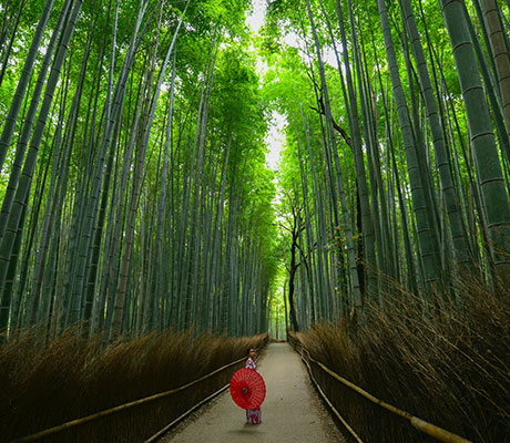 Arashiyama Bamboo Grove, Kyoto Japan