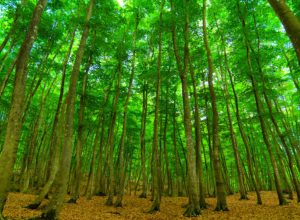 Bijinbayashi, Beauty Forest, Japan