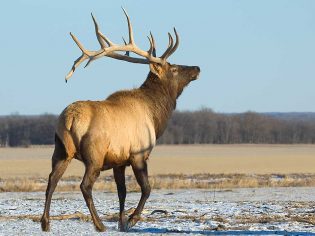 Bull elk Riding National Park Featured Manitoba Canada