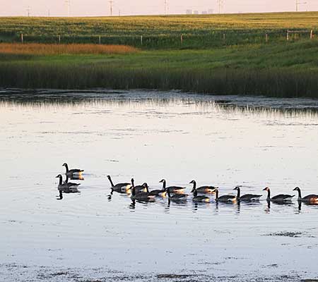 Canada geese, Lake, Prairies, Canada