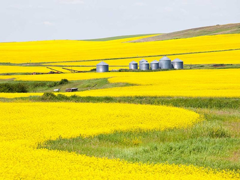 Canola fields outside Drumheller, Alberta Prairies, Canada