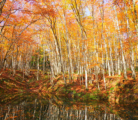 Beautiful forest, Bijinbayashi, Matsunoyama, Tokamachi city, Japan