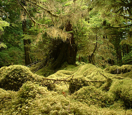 Mossy Forest, Haida Gwaii, British Columbia, Canada