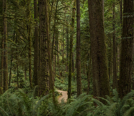 Temperate rainforest, British Columbia, Canada