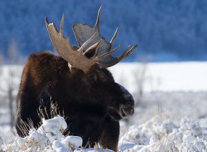 Moose, winter