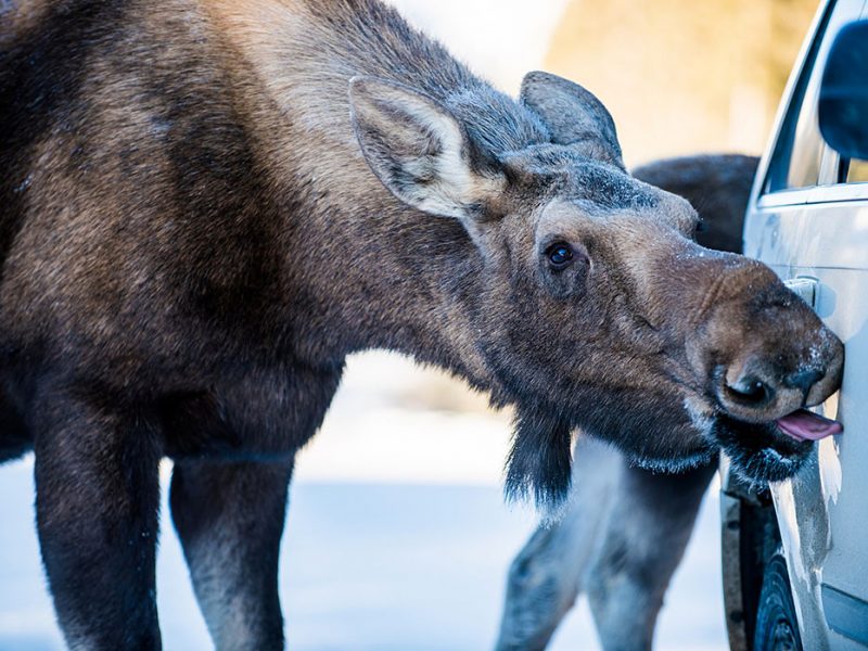 Moose licking. Alberta, Canada