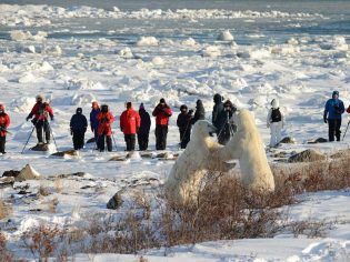 Polar bear walk fight Seal River Heritage Lodge, Manitoba