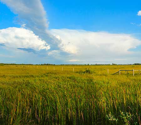 Tall Grass, Prairie, Canada