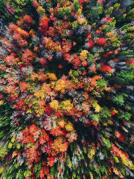 Aerial, autumn colours, Nova Scotia
