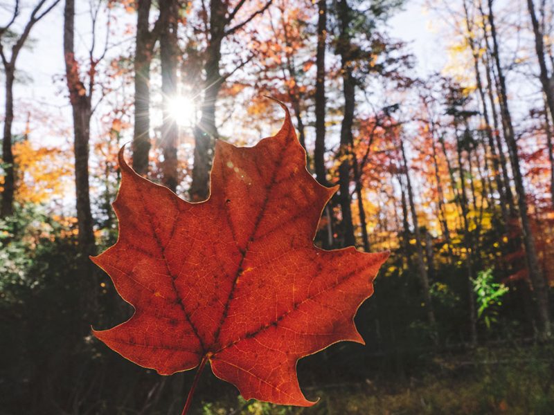 Maple leaf, Autumn, Canada