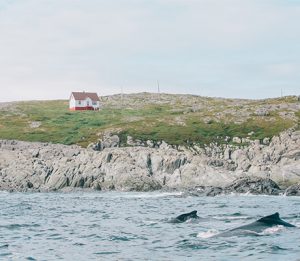 Whales, Newfoundland, Canada