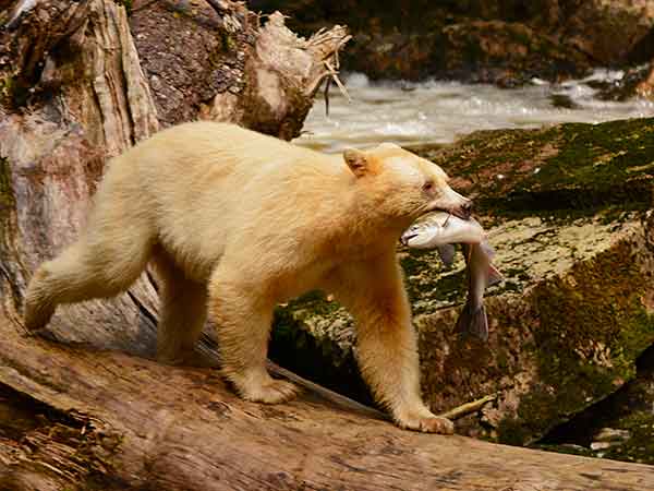 Kermode Bears, Great Bear Rainforest, Spirit Bear Lodge, British Columbia