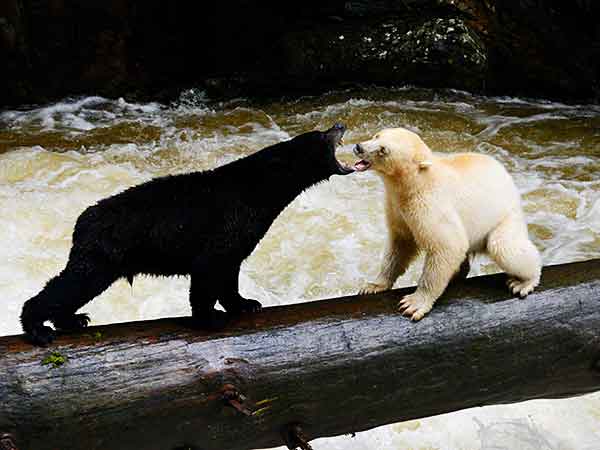 Black and Spirit Bear, Great Bear Rainforest, Spirit Bear Lodge, British Columbia