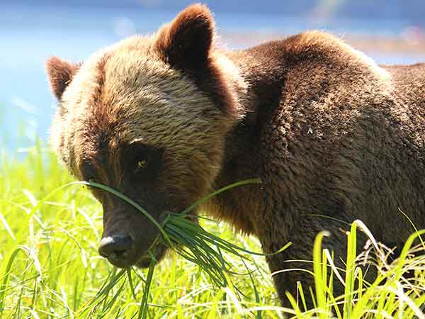 Grizzly eating grass, Spirit Bear Lodge, Great Bear Rainforest, British Columbia
