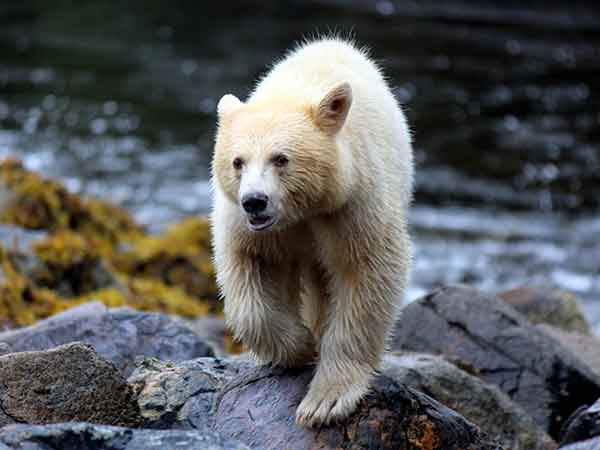 Spirit bear, Great Bear Rainforest, Spirit Bear Lodge, British Columbia