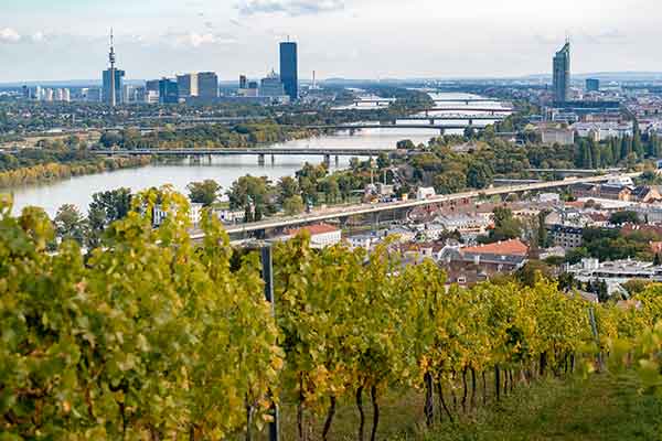 Vines, Vienna, Austria