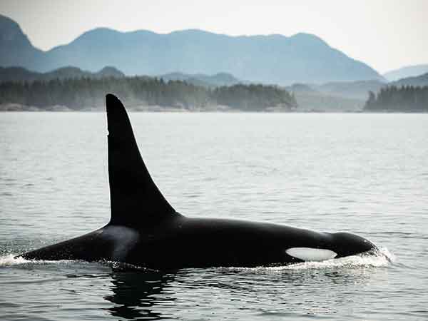 Orca, Great Bear Rainforest, Spirit Bear Lodge, British Columbia