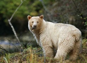 Spirit bear, Great Bear Rainforest, Spirit Bear Lodge, British Columbia