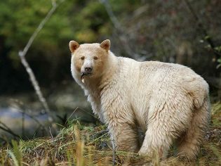 Spirit bear, Great Bear Rainforest, Spirit Bear Lodge, British Columbia