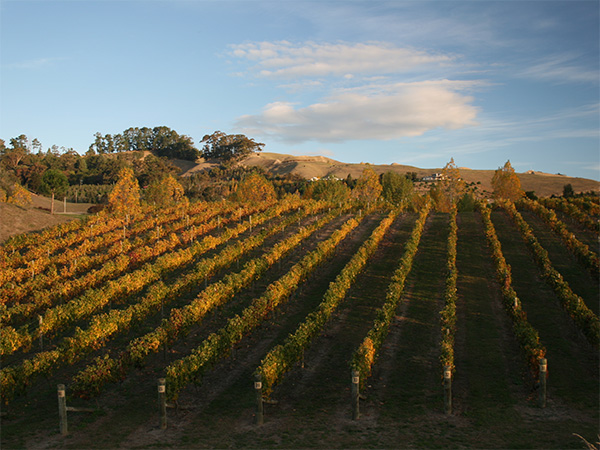 Hawkes Bay vineyards New Zealand