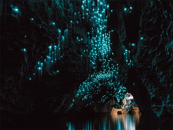 Glowworm Grotto Waitomo Caves