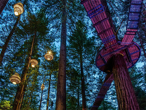 Redwoods Tree Walk