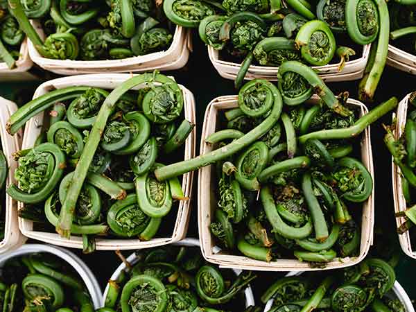 Fiddleheads, Canada