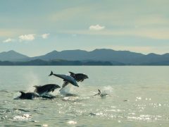 Dolphins in the Bay of Islands