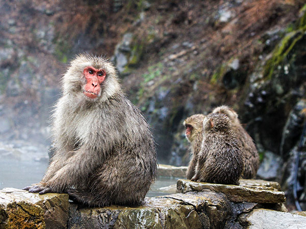 Snow monkeys, Japanese Macaque, Yamanouchi, Japan