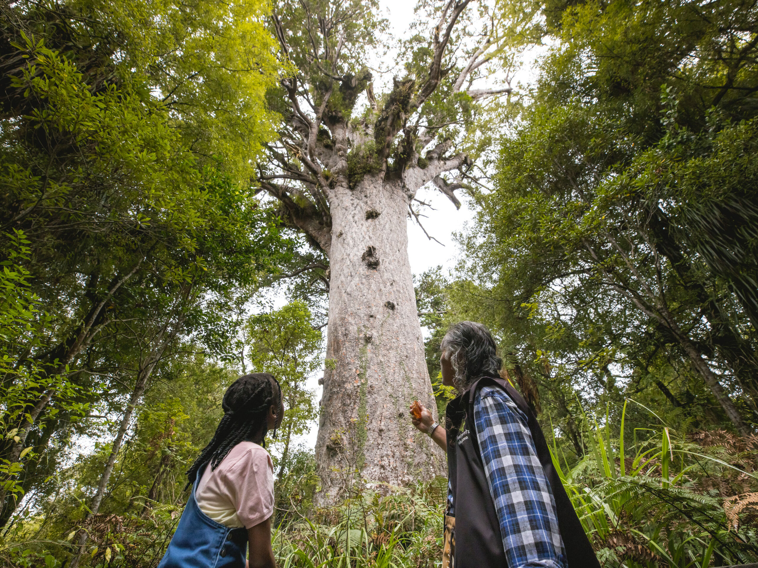 Tāne Mahuta tree in New Zealand