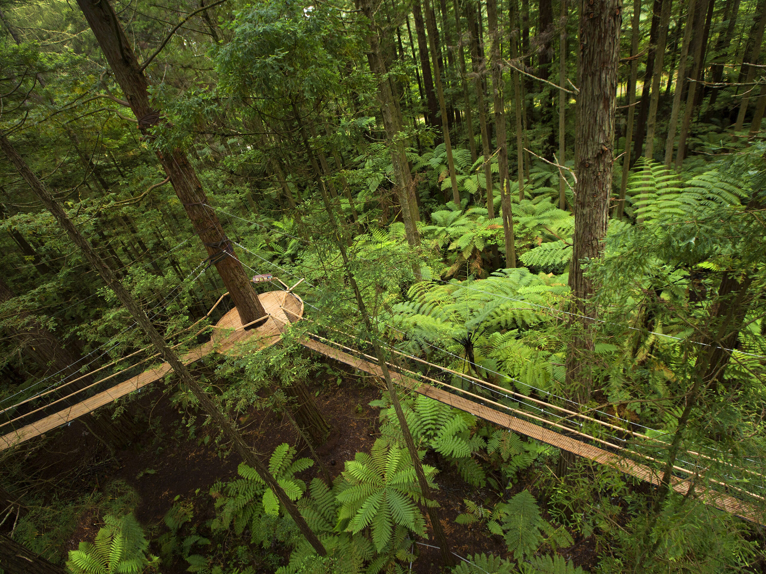 Redwoods Treewalk, New Zealand