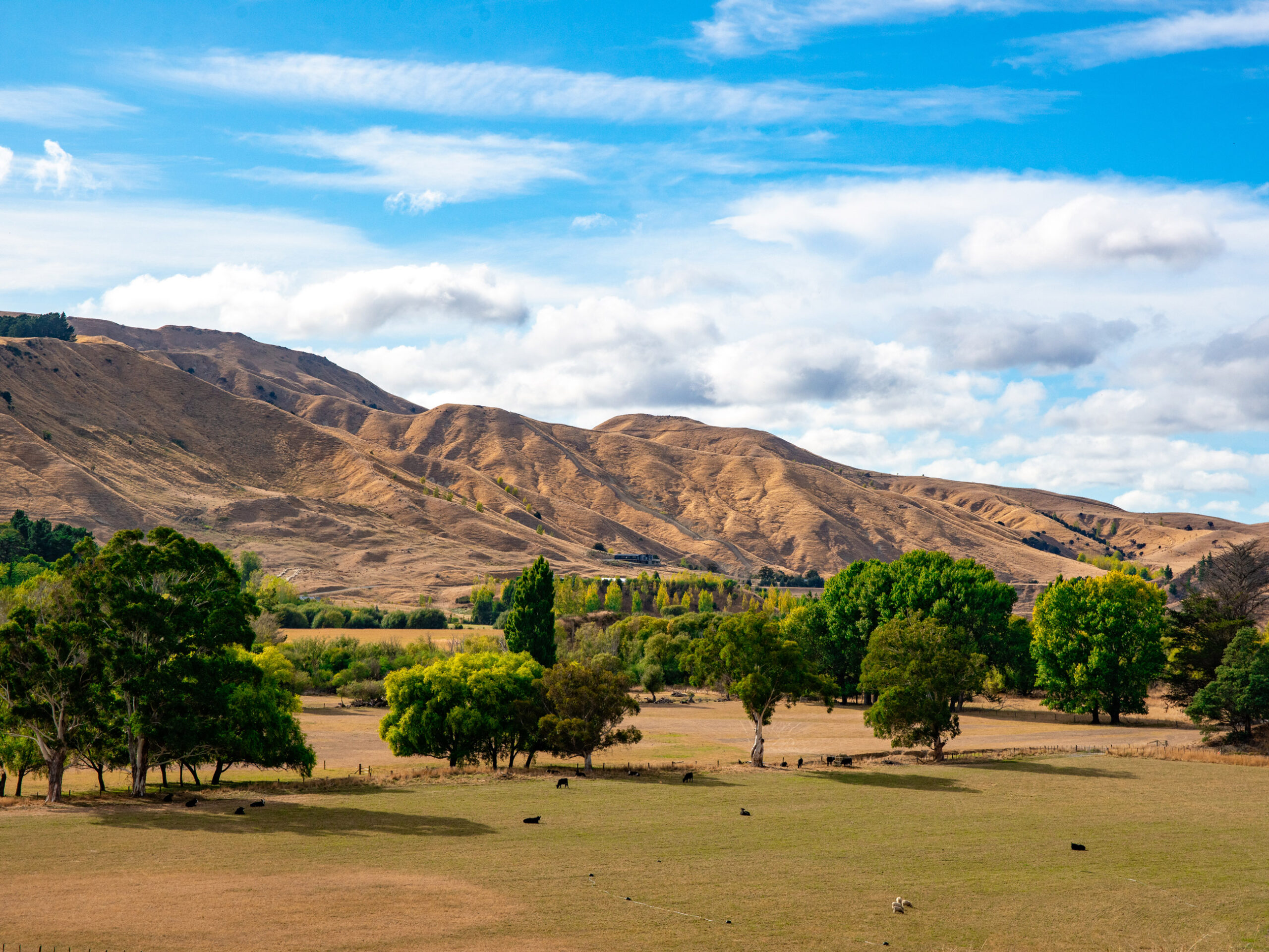 dry hills and farmland of Martinborough