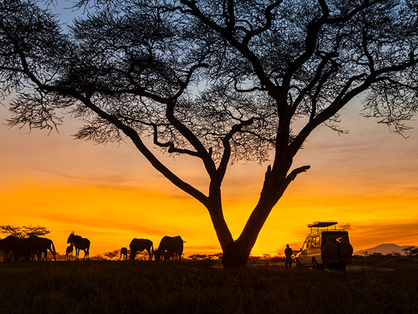 African Safari, African Sunset, Wildlife