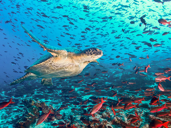 Turtle swimming across a school of fish, Galapagos Islands